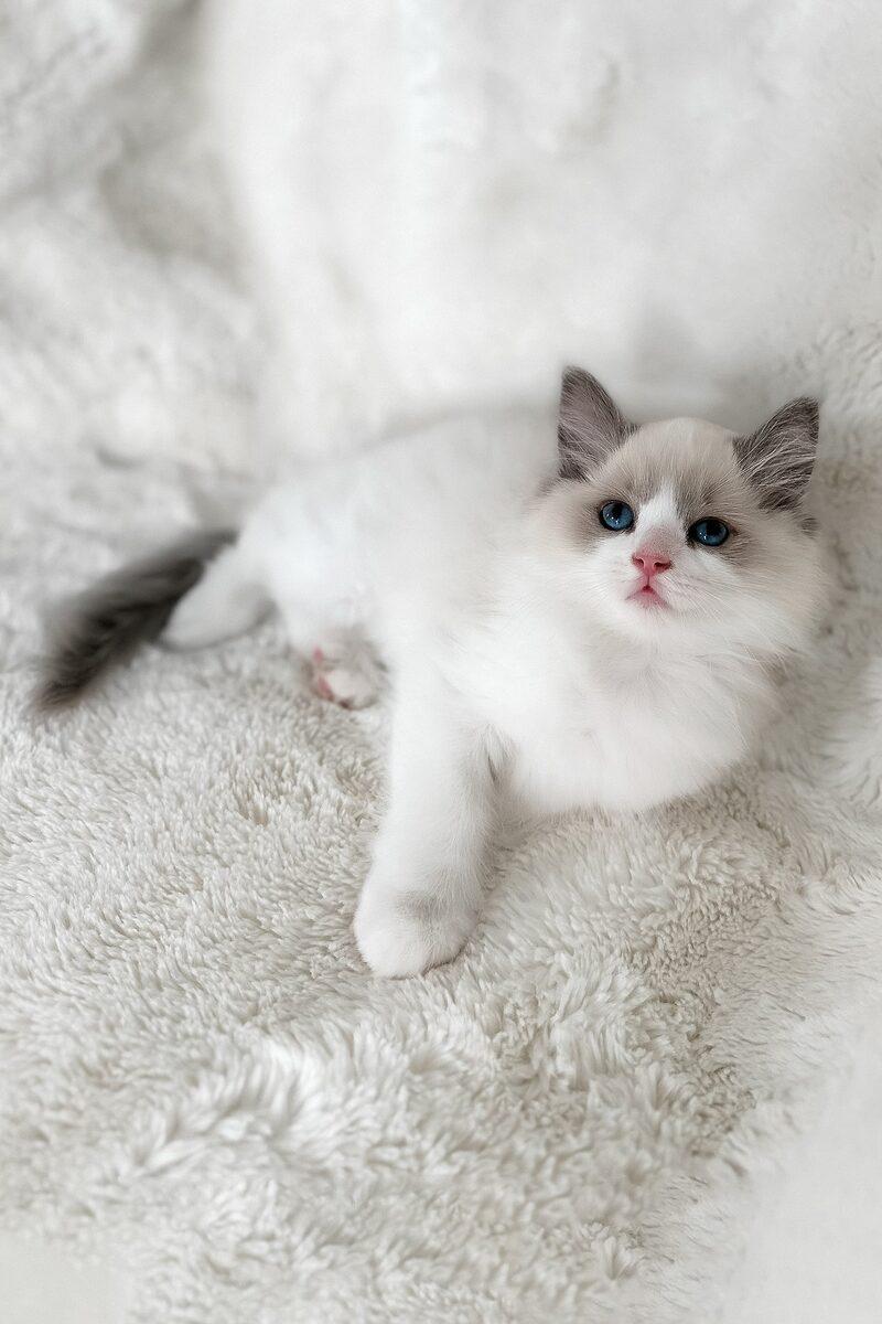 Celeste the 12 weeks Ragdoll kitten sitting indoors