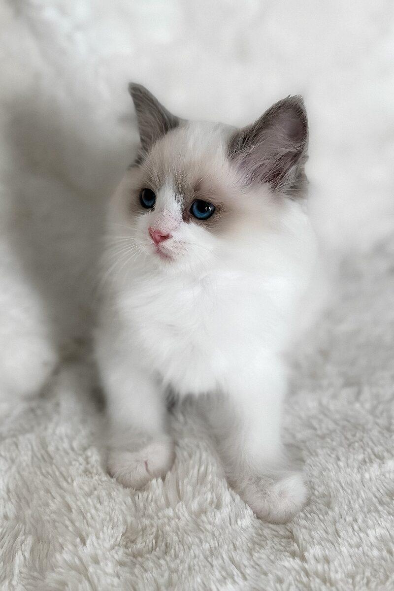 Close-up portrait of Celeste, a Ragdoll kitten in Abu Dhabi