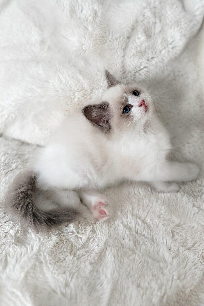 Celeste the Ragdoll kitten – 12 weeks, available in the UAE