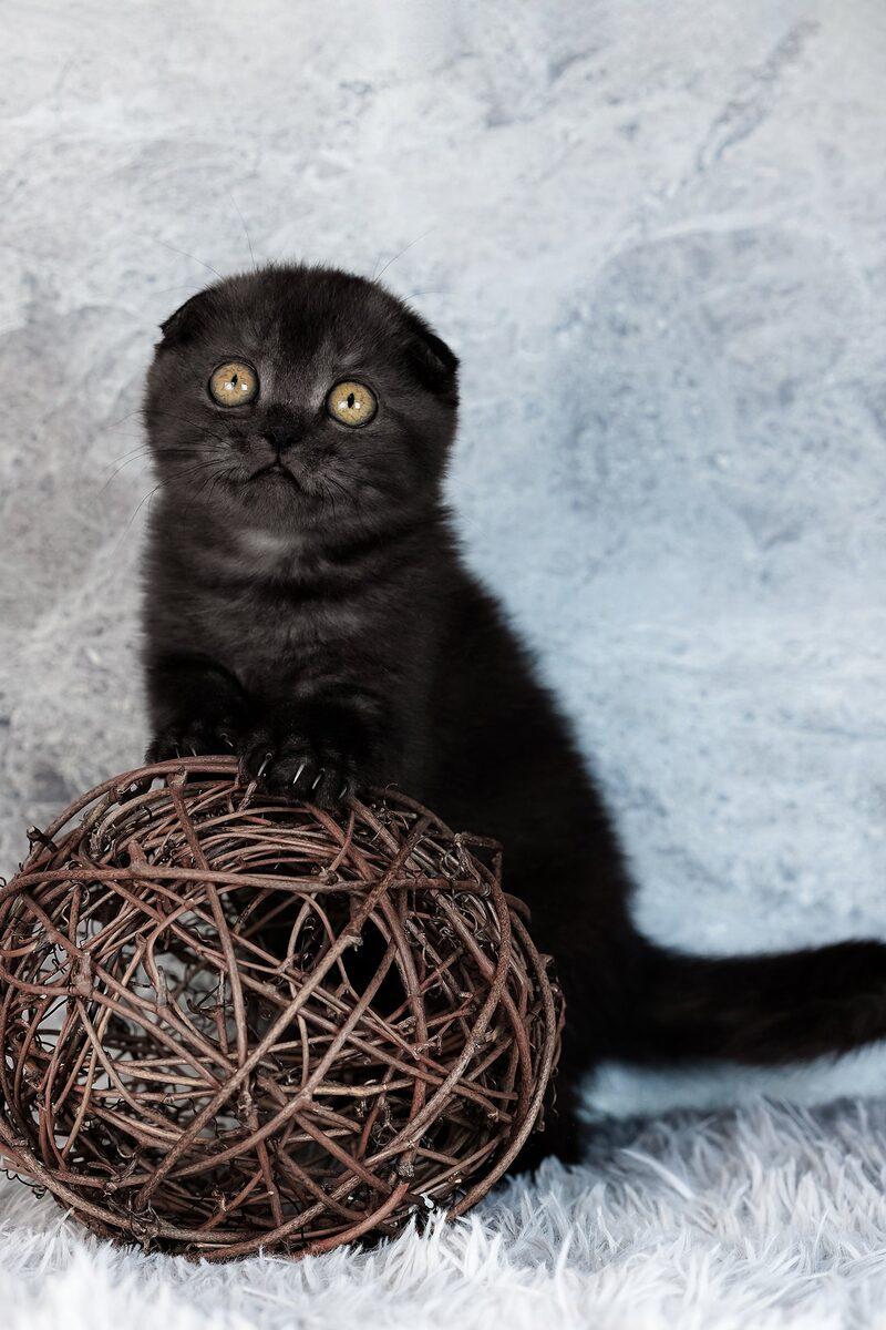 Clementine, a Scottish Fold kitten