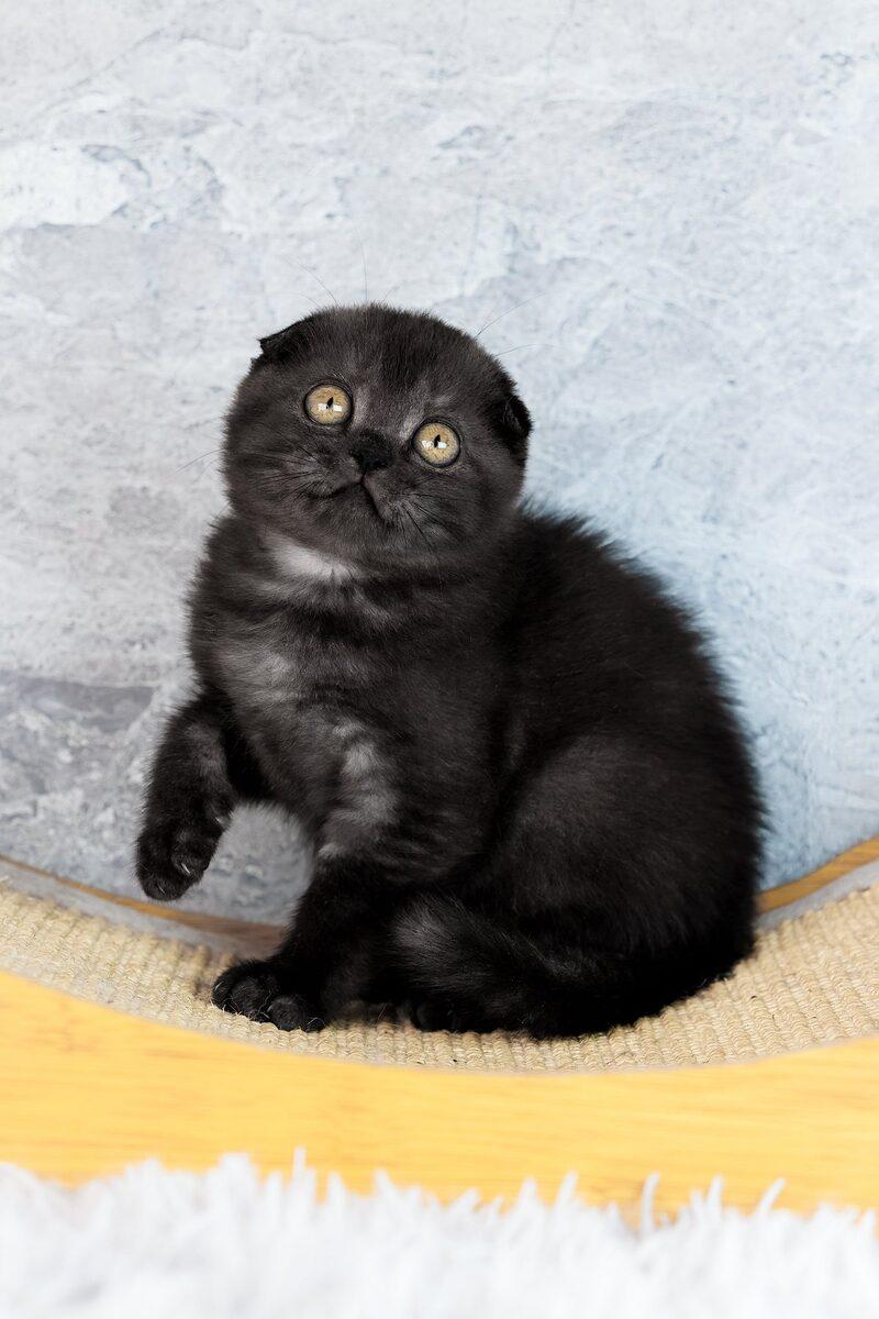 Scottish Fold kitten Clementine – side view showing coat and face