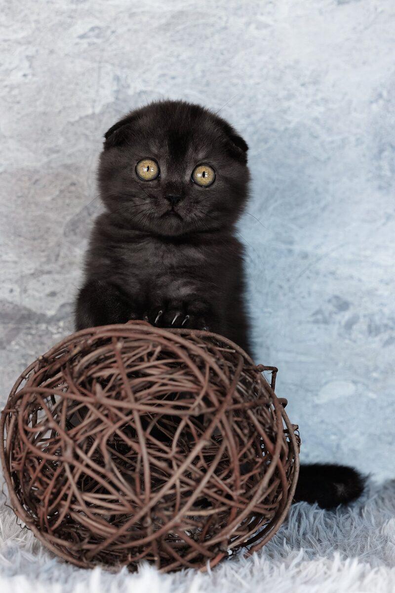 Clementine the 14 weeks Scottish Fold kitten sitting indoors