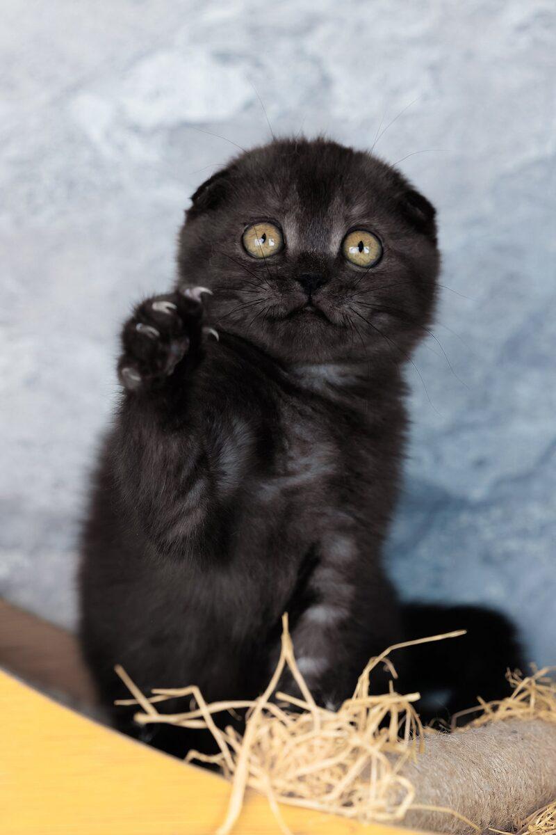 Close-up portrait of Clementine, a Scottish Fold kitten in Sharjah