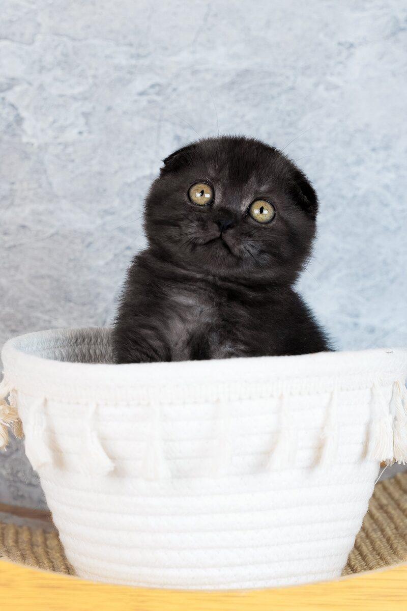 Clementine the Scottish Fold kitten – 14 weeks, available in the UAE
