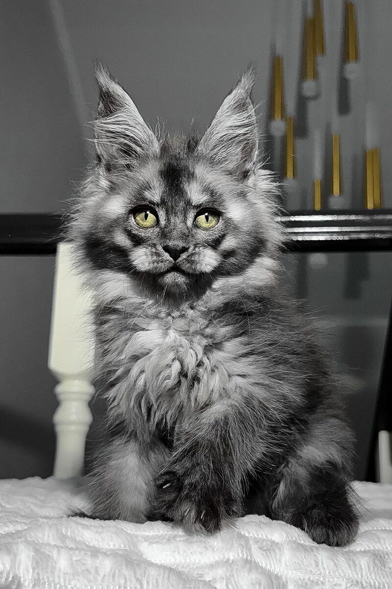 Maine Coon kitten Cordelia – side view showing coat and face