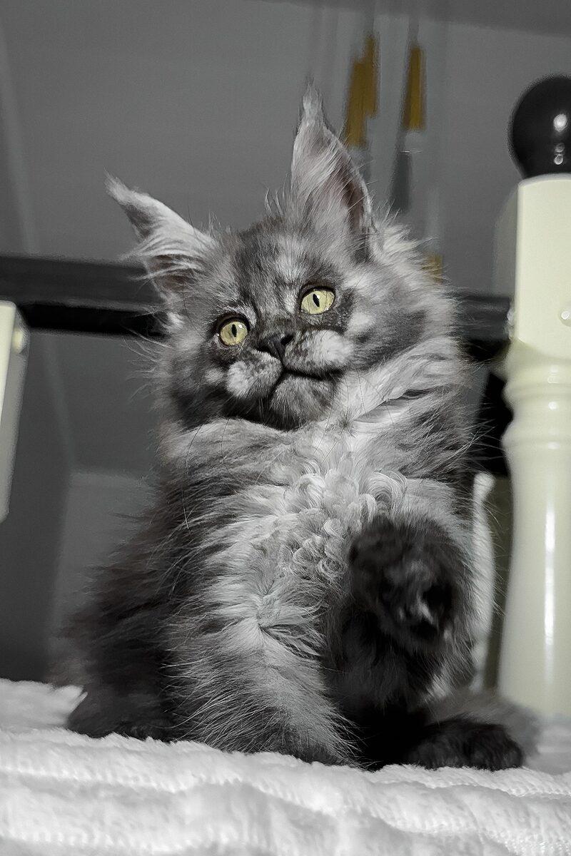 Cordelia the 14 weeks Maine Coon kitten sitting indoors