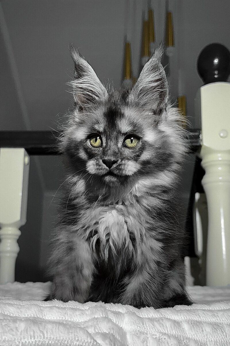 Close-up portrait of Cordelia, a Maine Coon kitten in Dubai