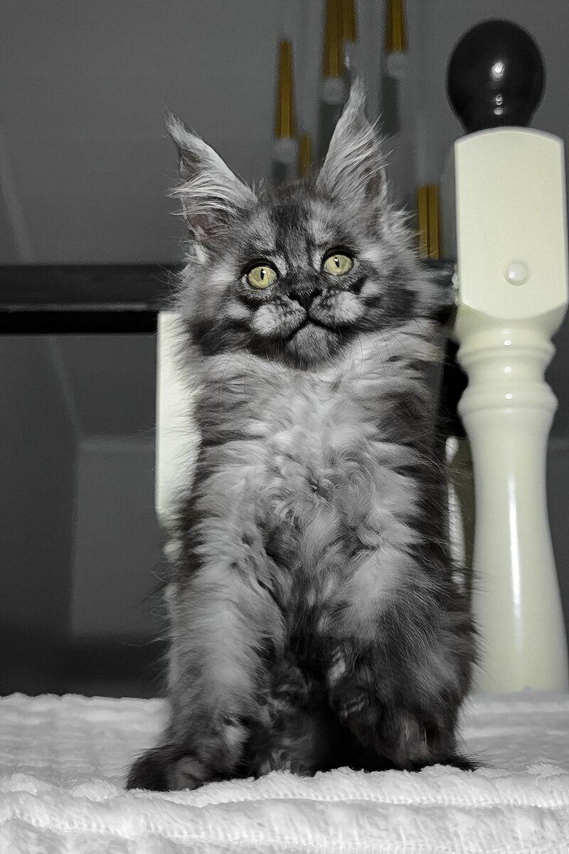 Cordelia the Maine Coon kitten – 14 weeks, available in the UAE
