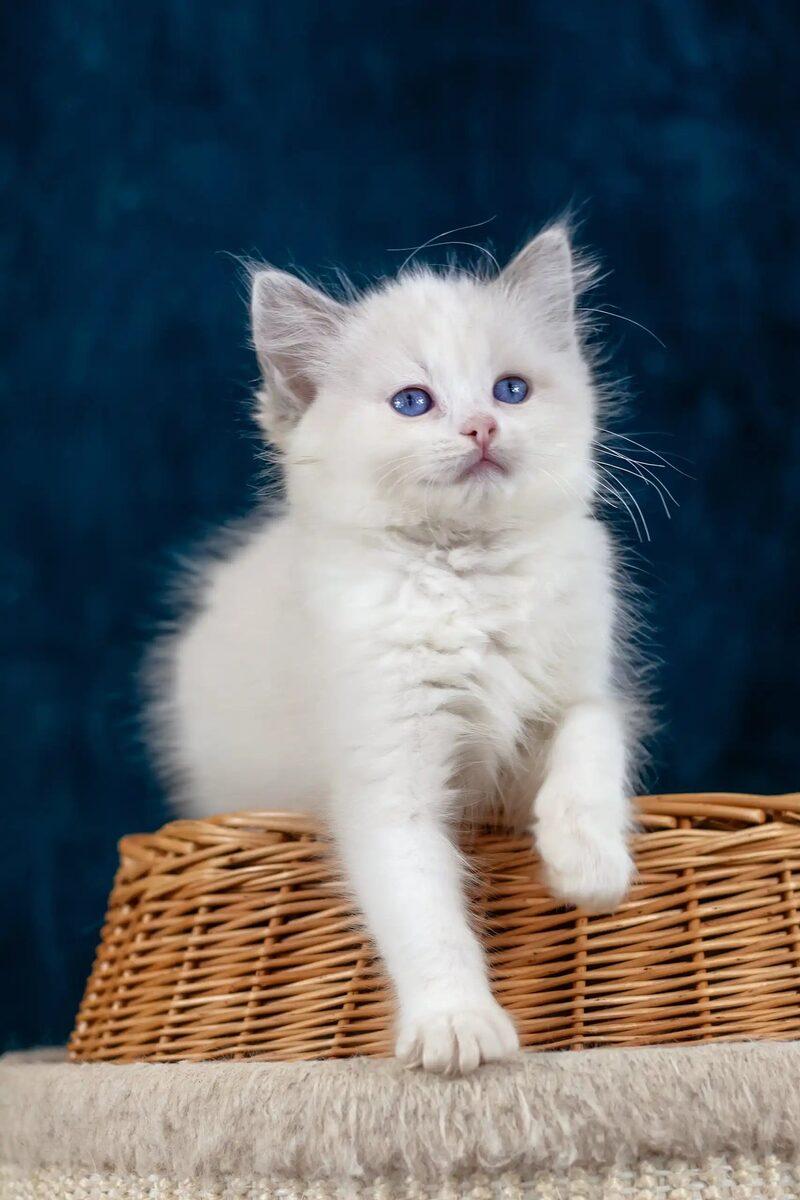 Dahlia, a Ragdoll kitten