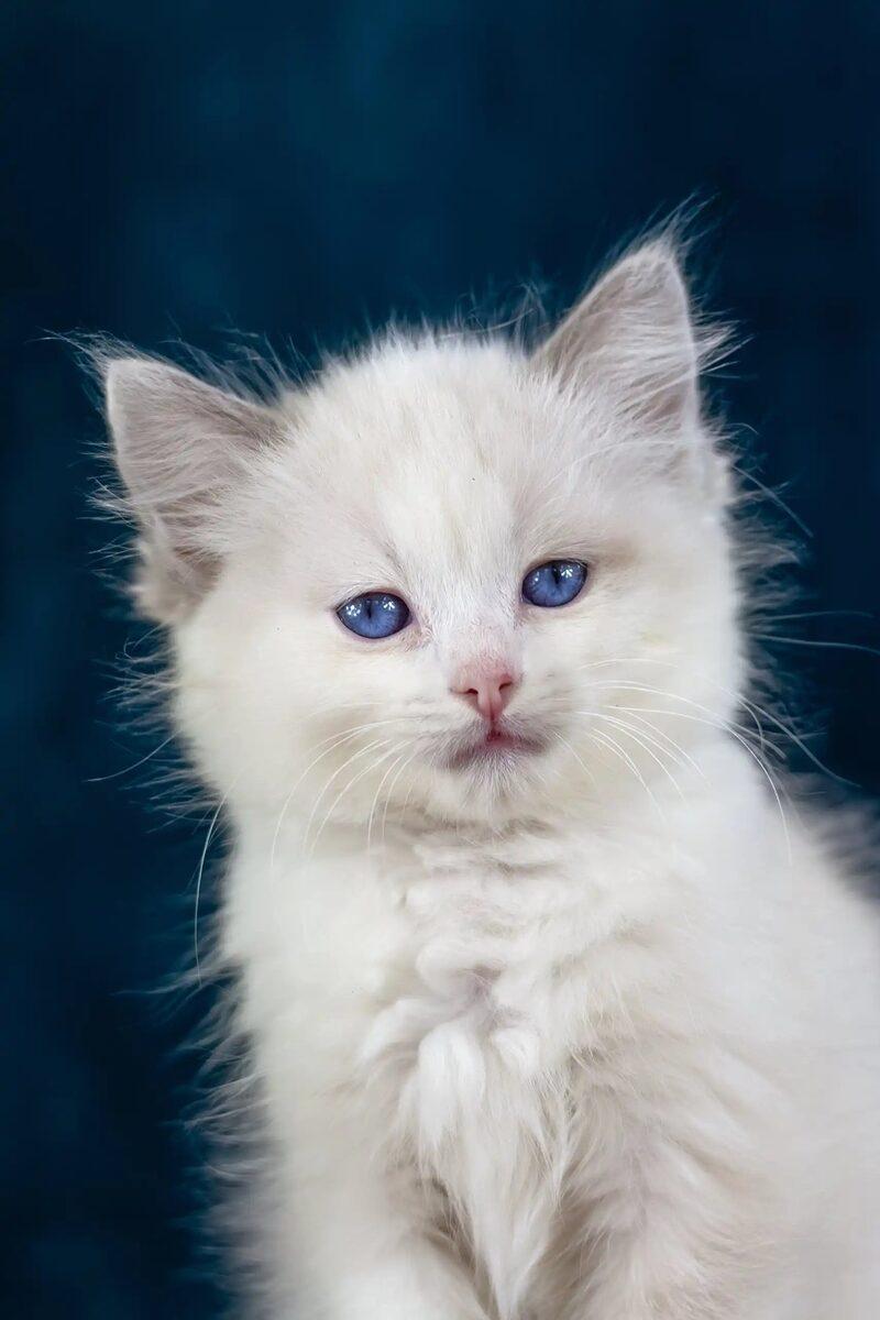 Ragdoll kitten Dahlia – side view showing coat and face