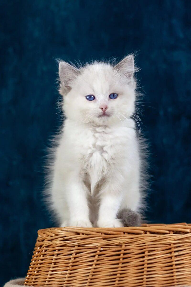 Dahlia the 11 weeks Ragdoll kitten sitting indoors