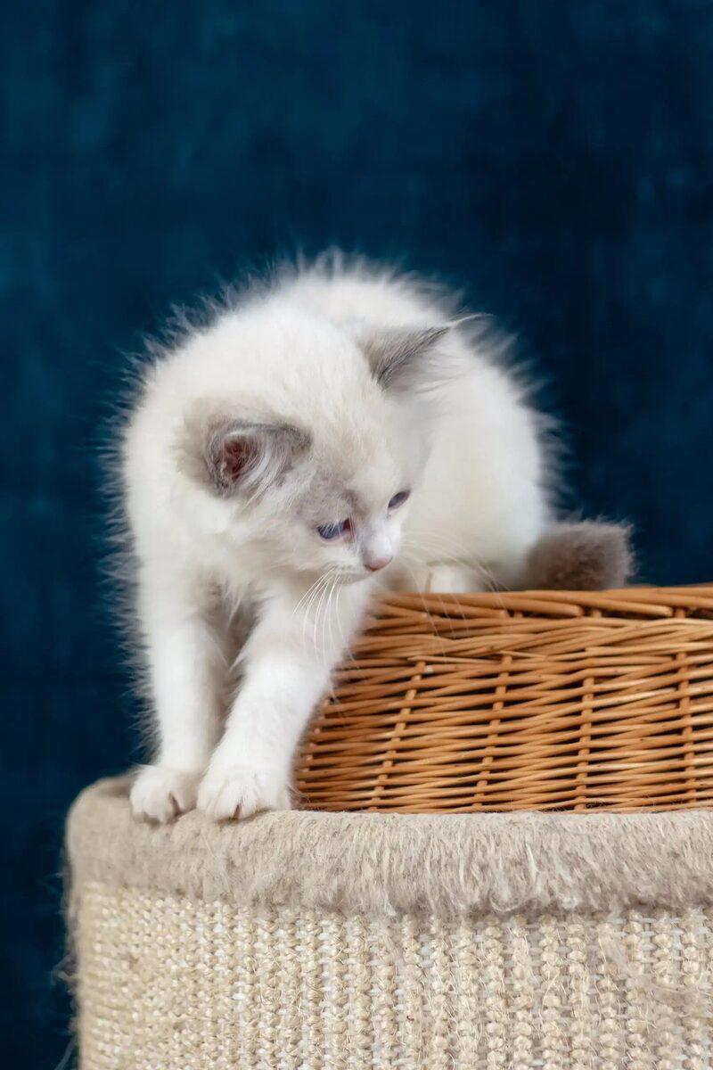 Close-up portrait of Dahlia, a Ragdoll kitten in Dubai
