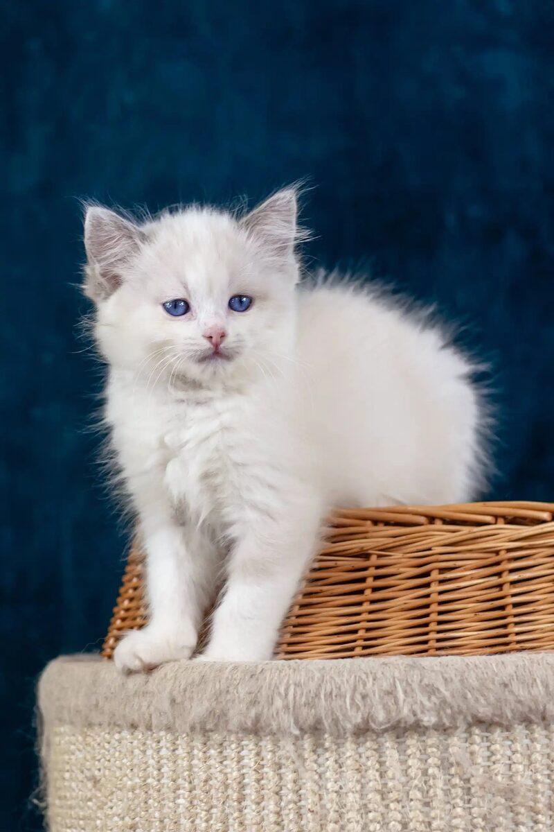 Dahlia the Ragdoll kitten – 11 weeks, available in the UAE