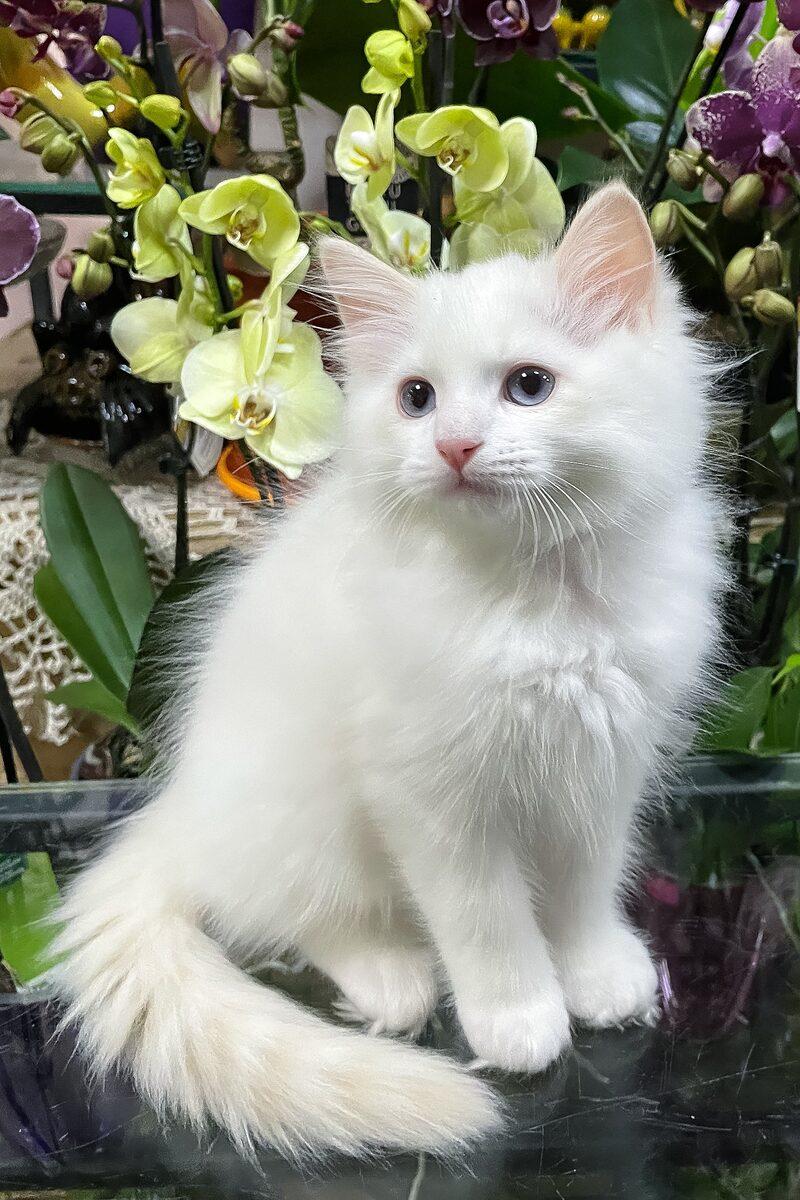 Edmund, a Ragdoll kitten