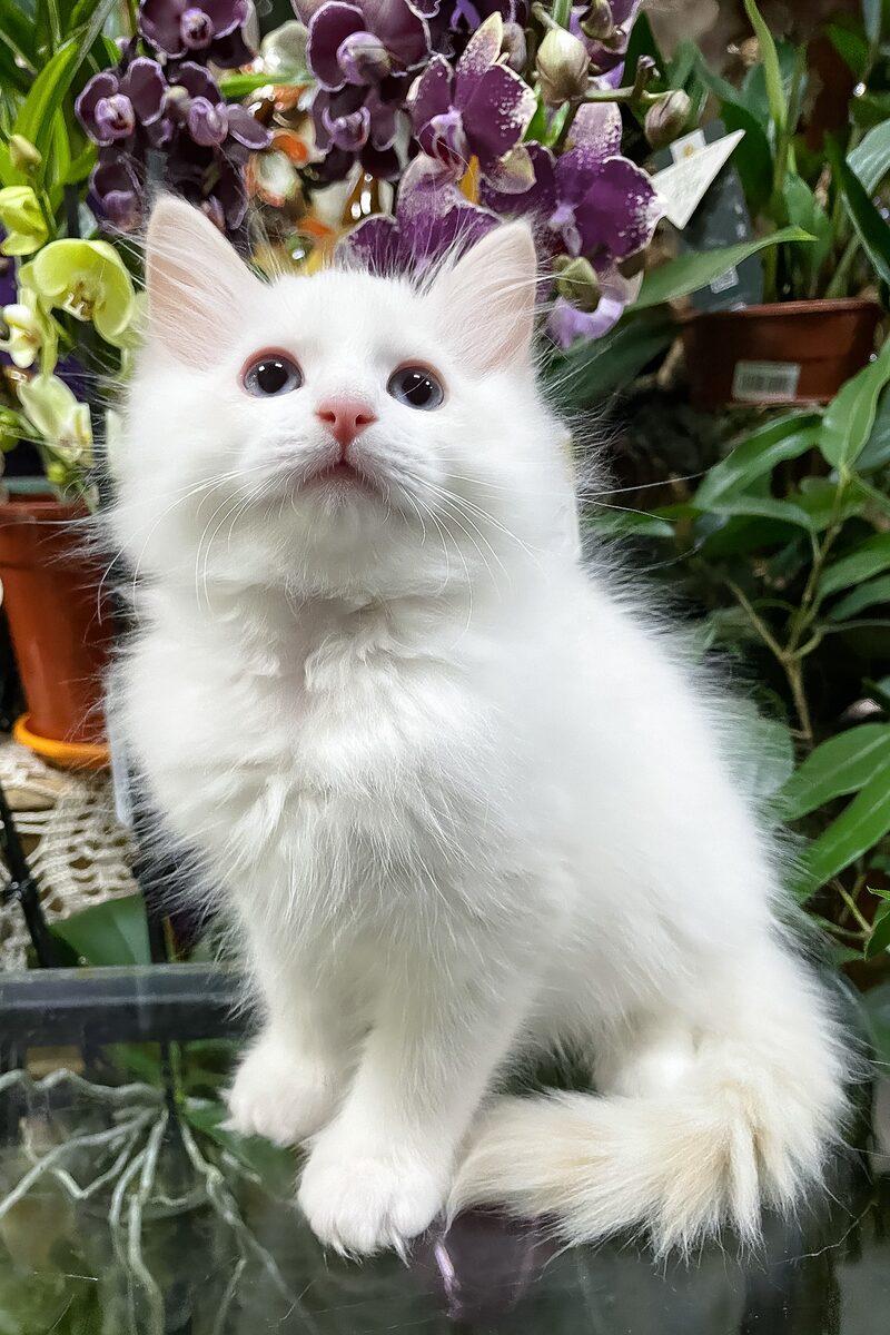 Ragdoll kitten Edmund – side view showing coat and face