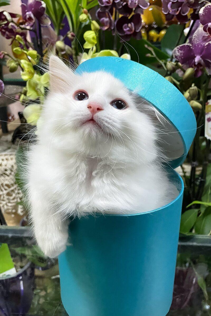 Edmund the 14 weeks Ragdoll kitten sitting indoors