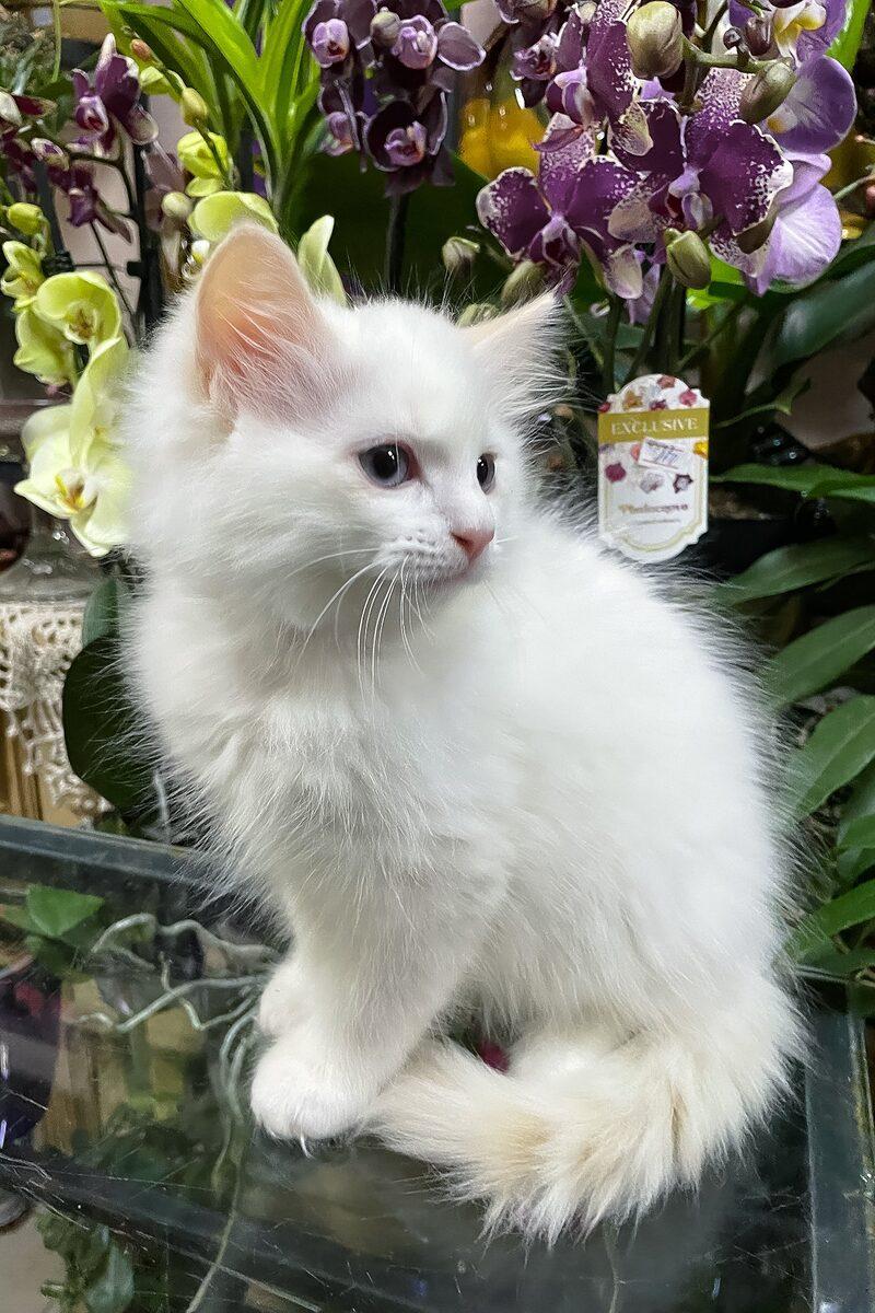 Close-up portrait of Edmund, a Ragdoll kitten in Abu Dhabi
