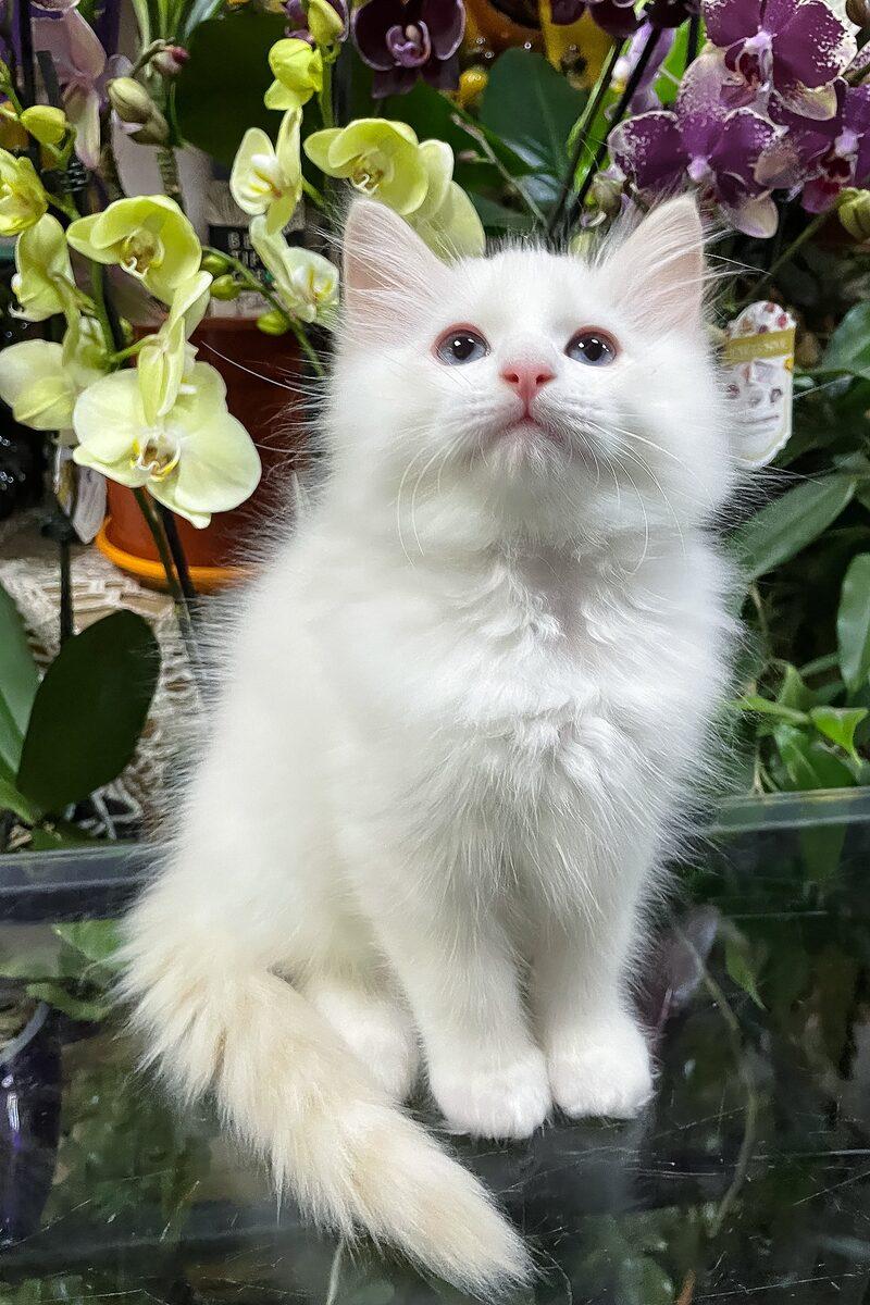 Edmund the Ragdoll kitten – 14 weeks, available in the UAE