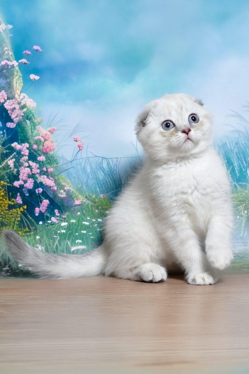 Scottish Fold kitten Effie – side view showing coat and face