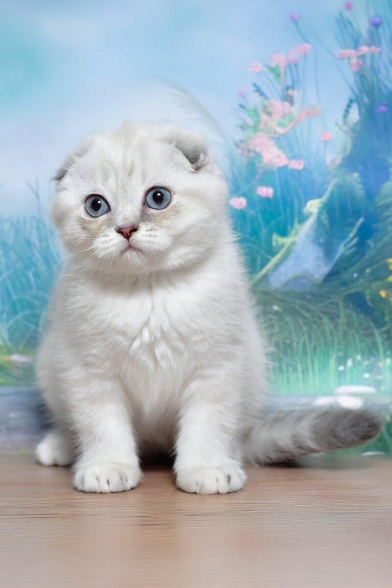 Effie the 10 weeks Scottish Fold kitten sitting indoors