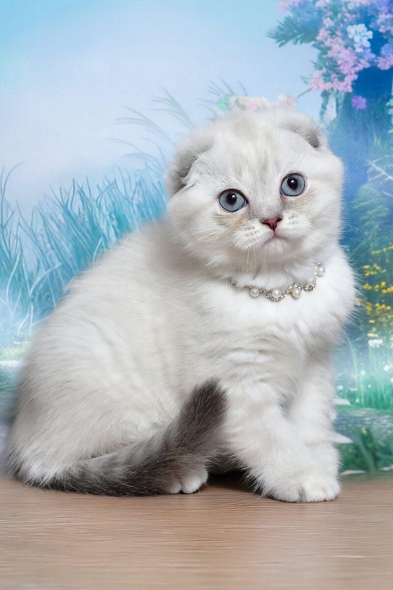 Close-up portrait of Effie, a Scottish Fold kitten in Abu Dhabi