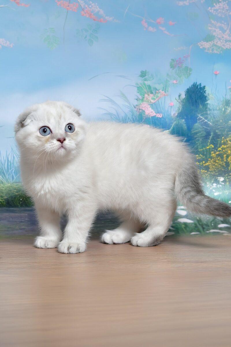 Effie the Scottish Fold kitten – 10 weeks, available in the UAE