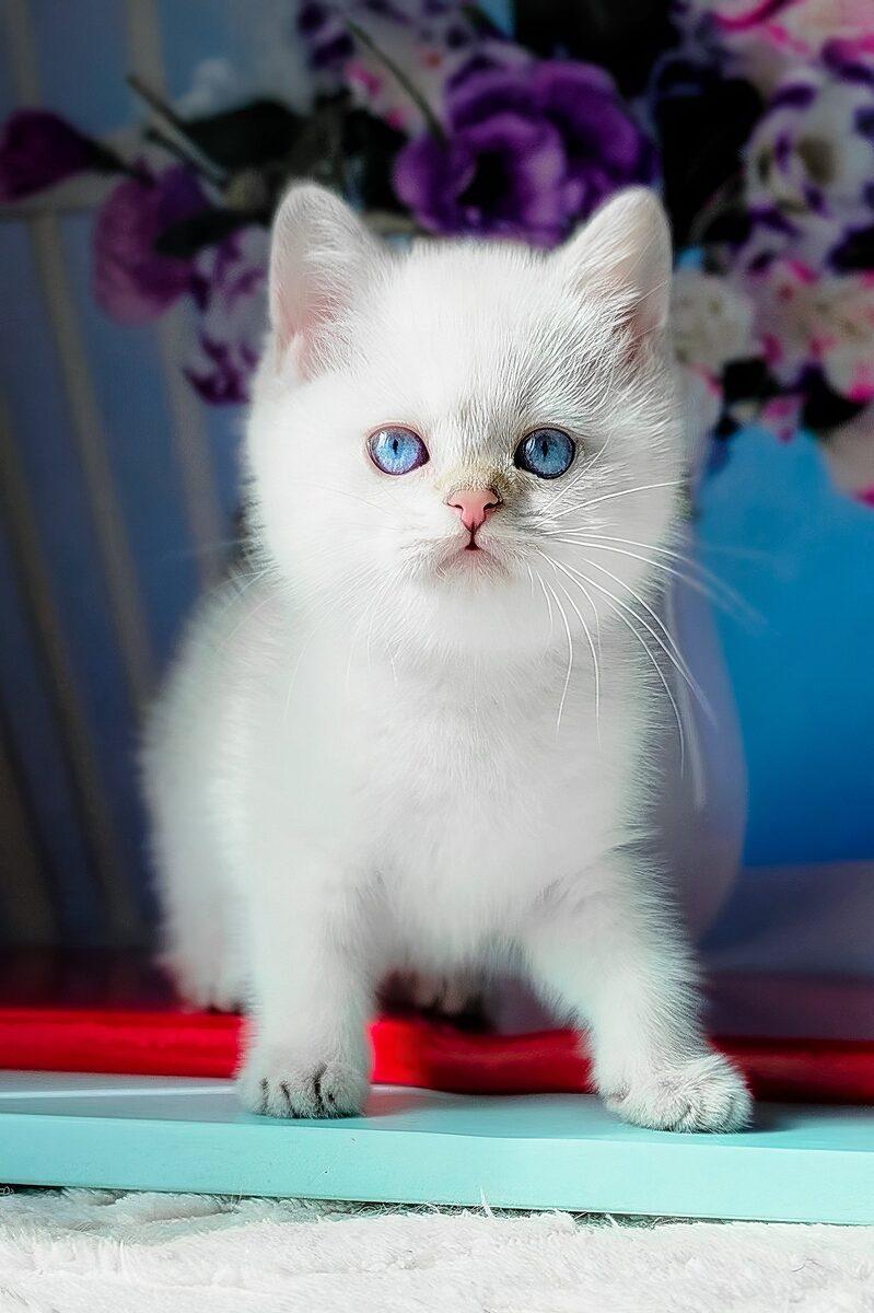 Eleanor, a British Shorthair kitten