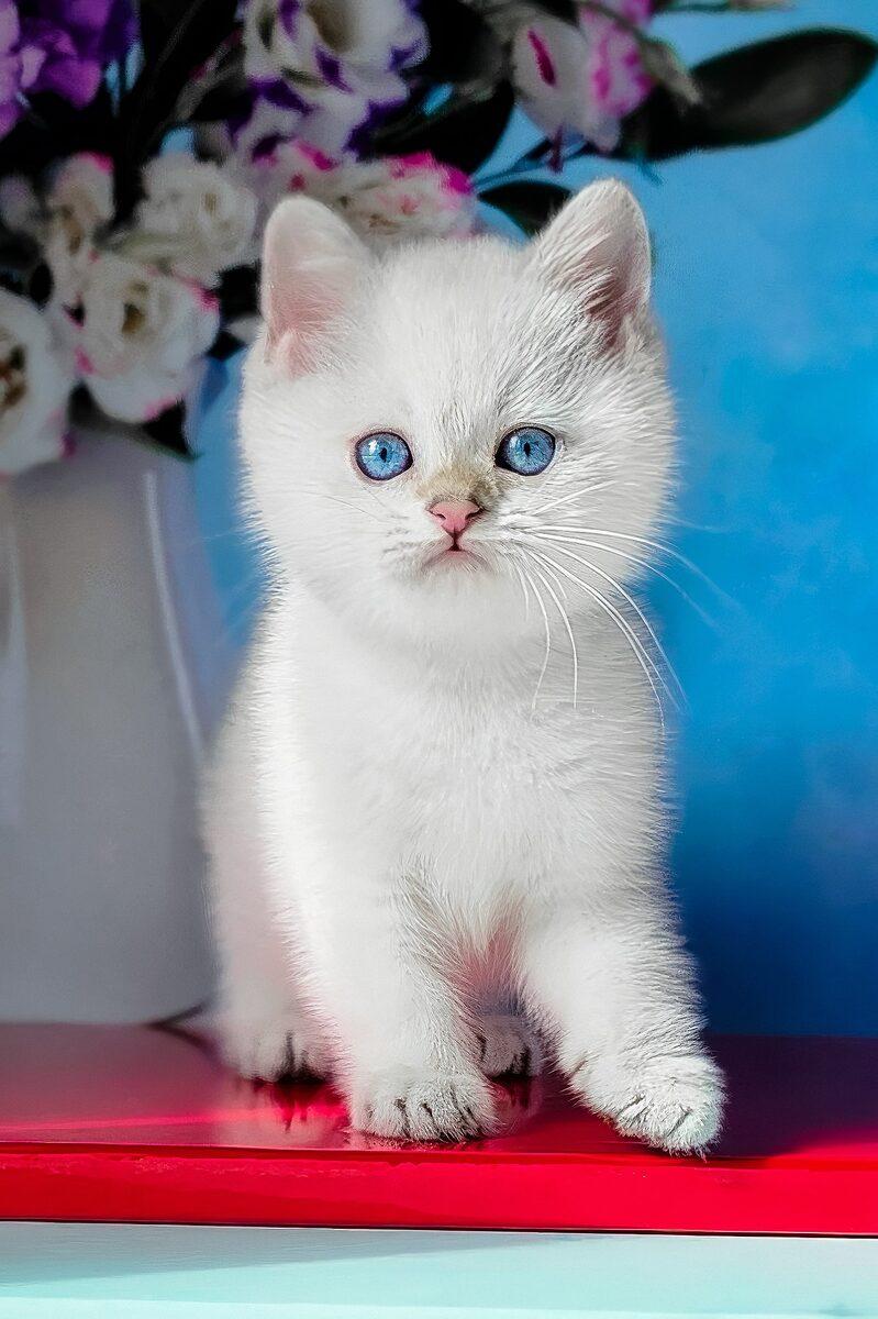 Eleanor the 12 weeks British Shorthair kitten sitting indoors