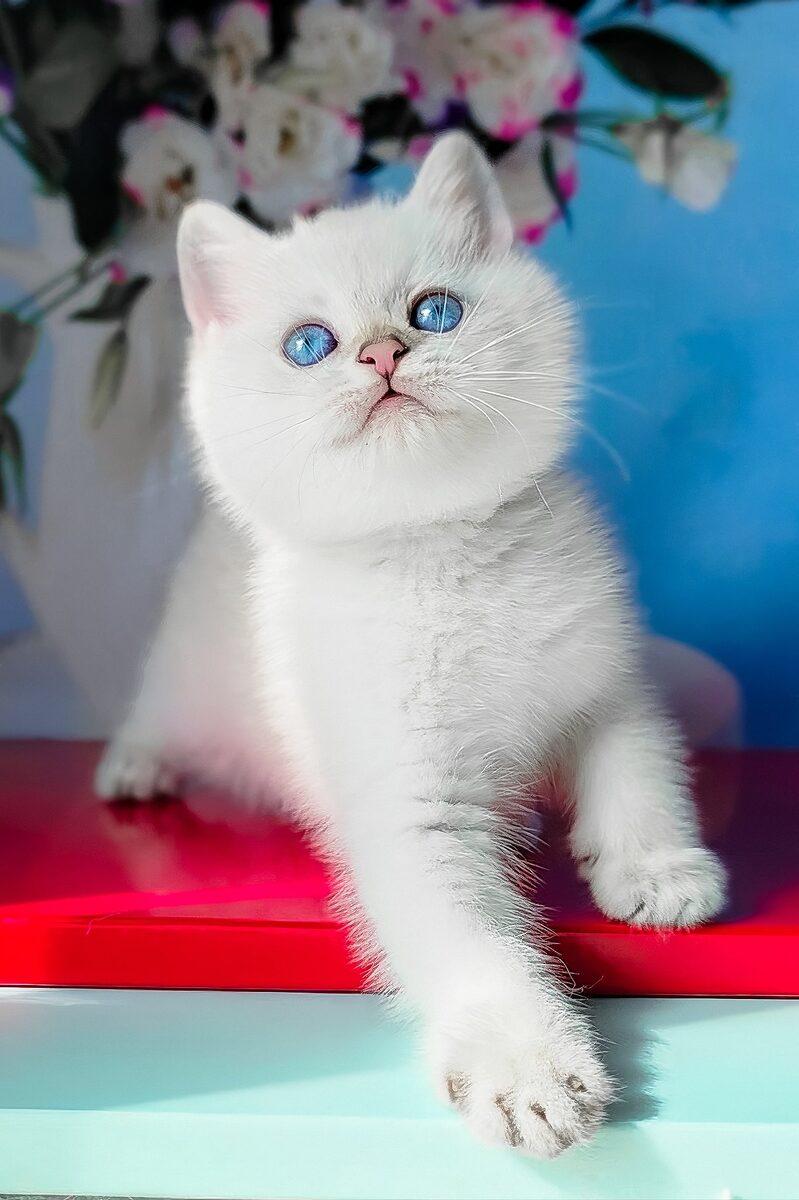 Close-up portrait of Eleanor, a British Shorthair kitten in Abu Dhabi