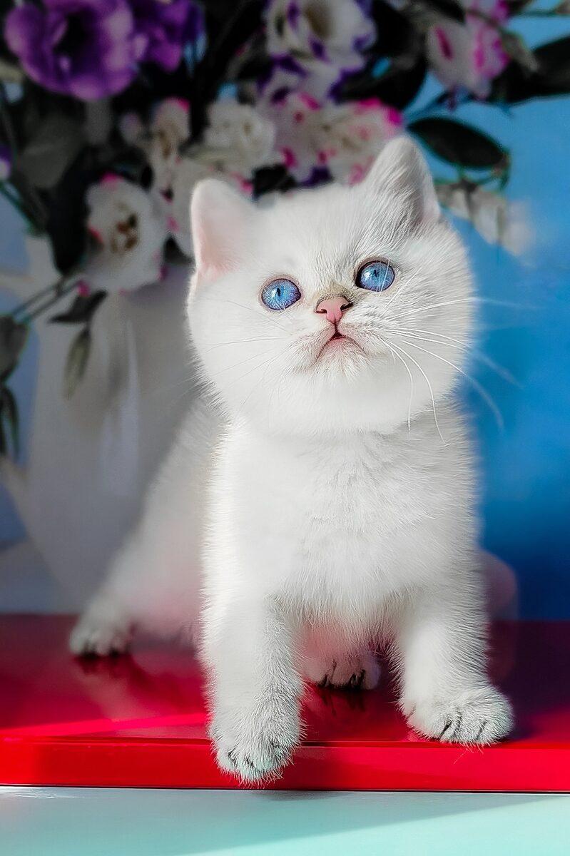 Eleanor the British Shorthair kitten – 12 weeks, available in the UAE