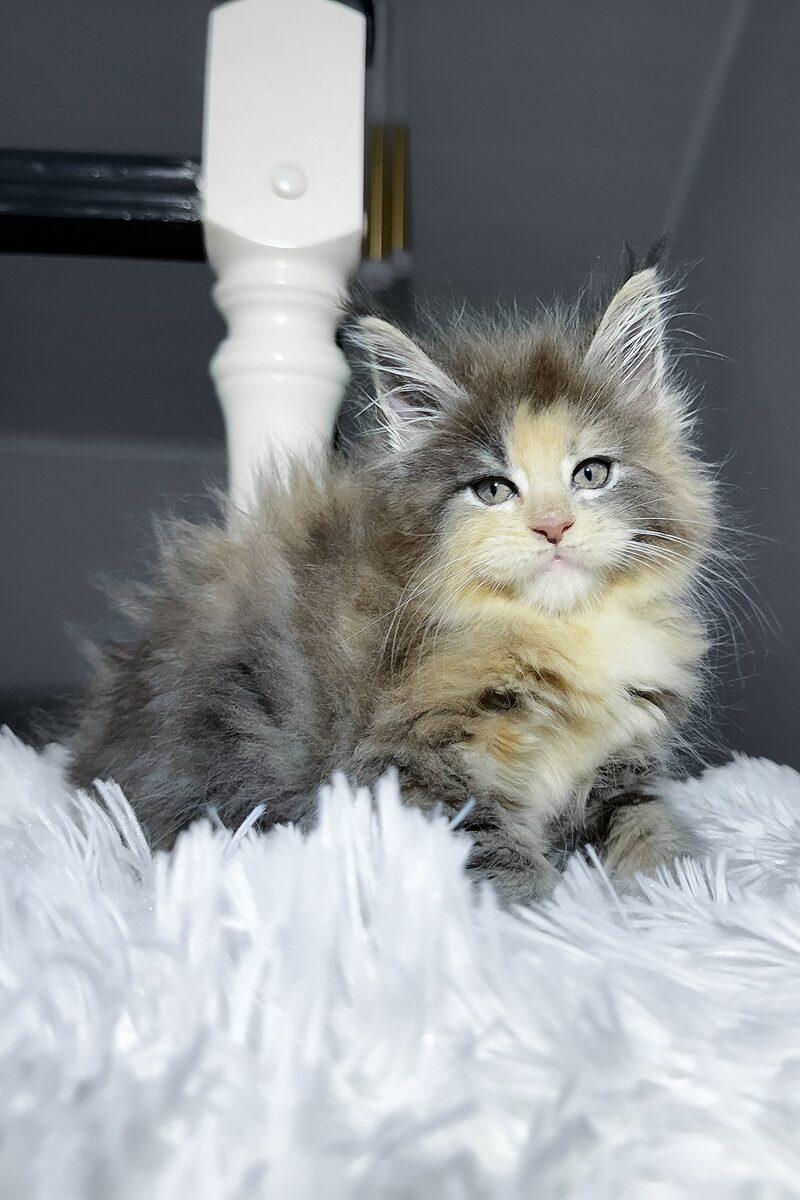 Ember, a Maine Coon kitten