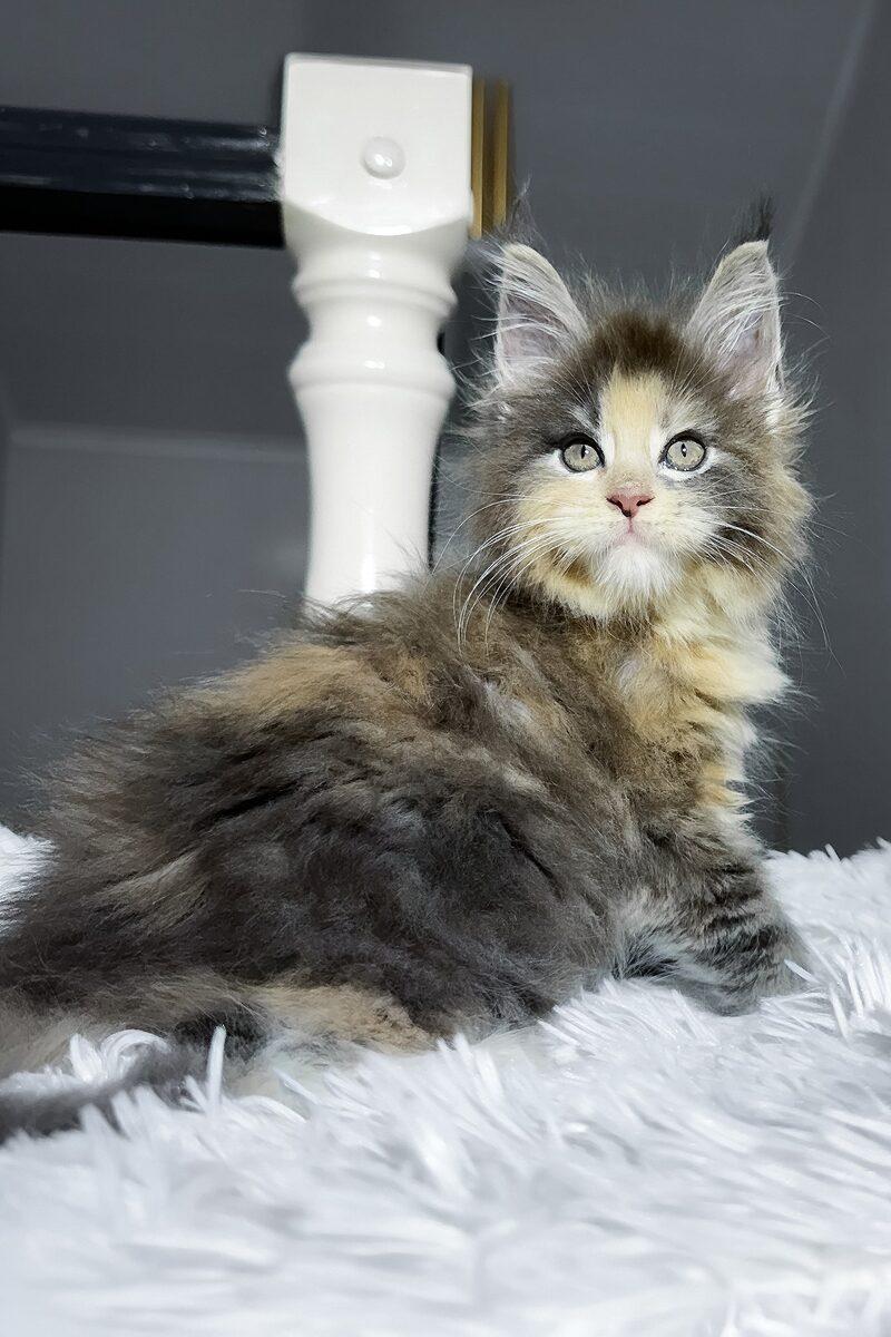 Maine Coon kitten Ember – side view showing coat and face