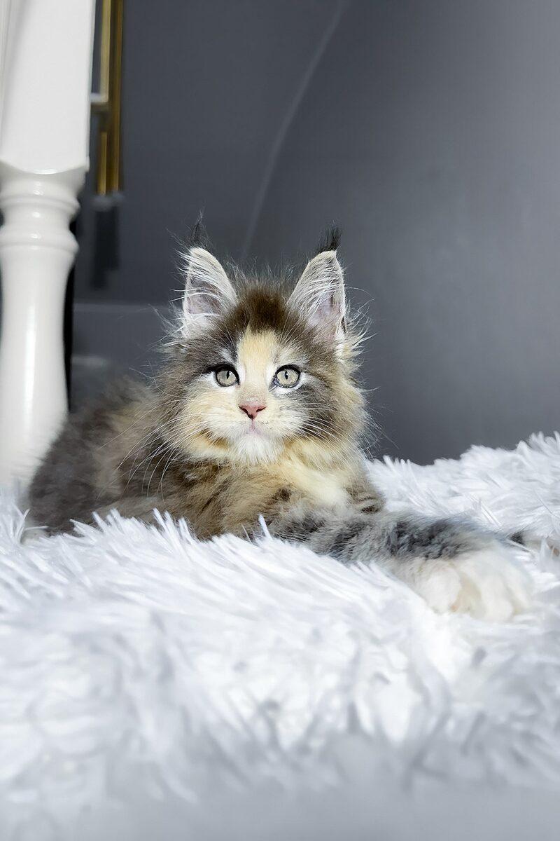 Ember the 13 weeks Maine Coon kitten sitting indoors