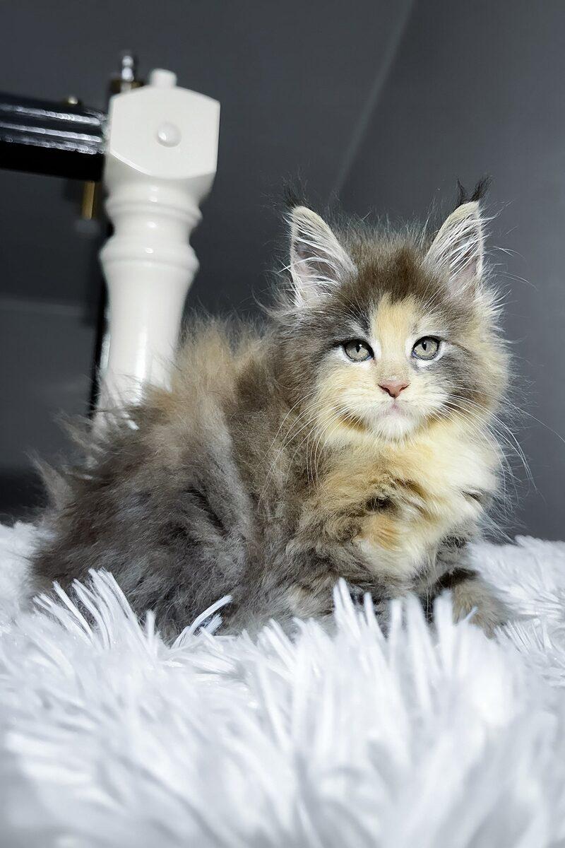 Close-up portrait of Ember, a Maine Coon kitten in Dubai
