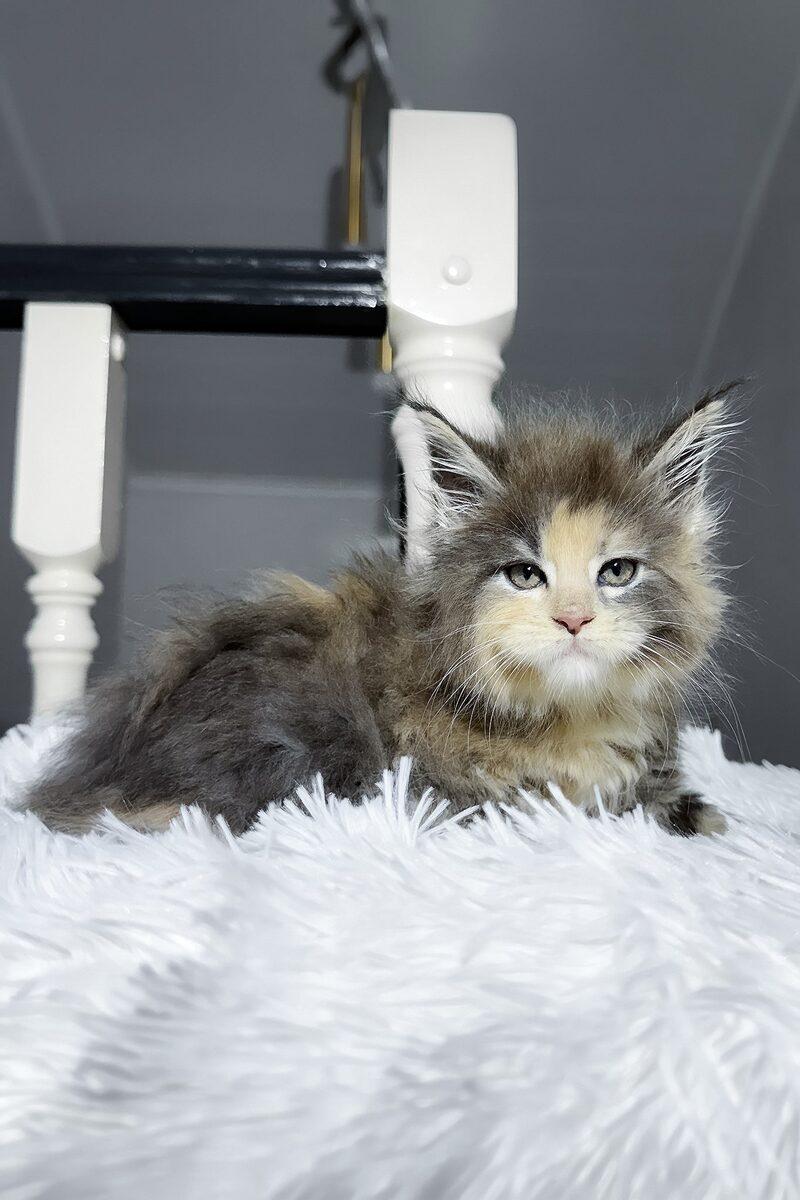 Ember the Maine Coon kitten – 13 weeks, available in the UAE
