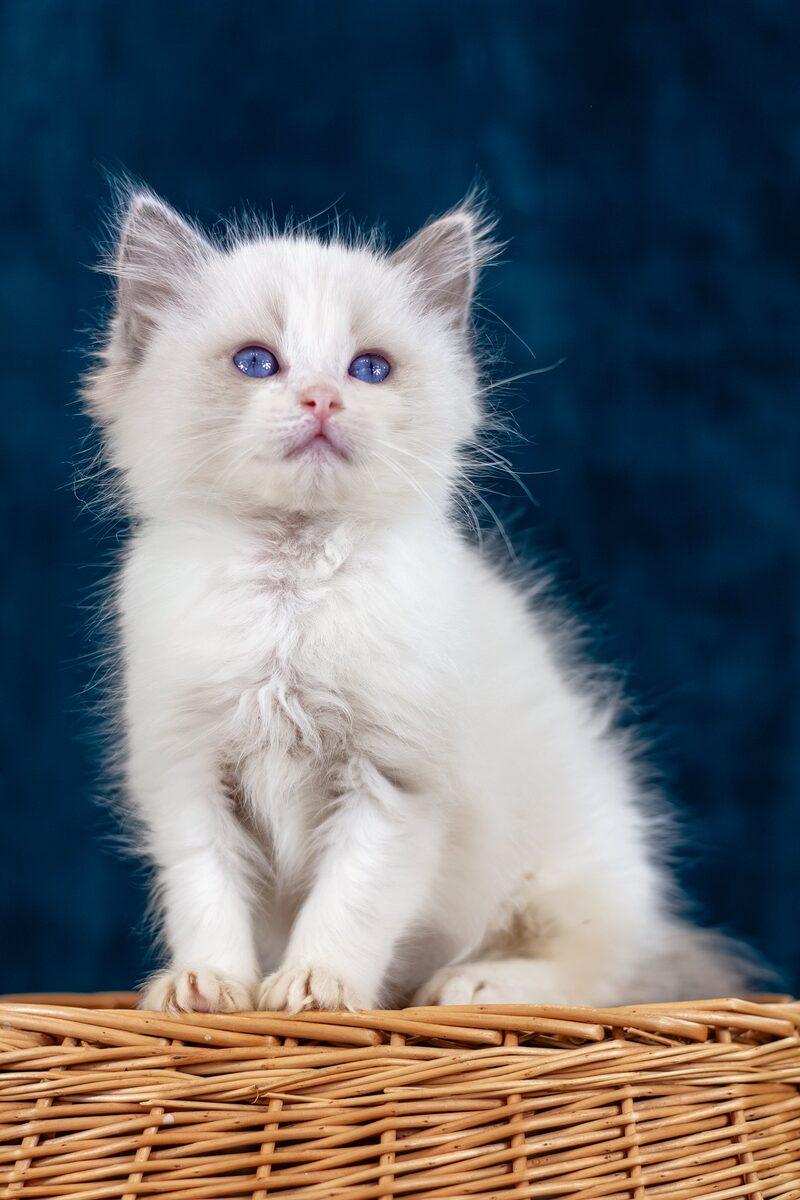 Evangeline, a Ragdoll kitten
