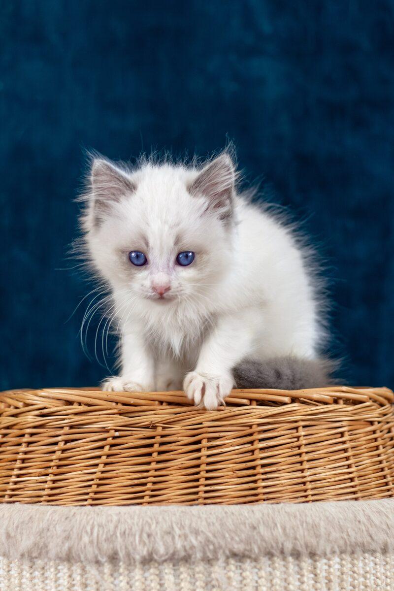 Ragdoll kitten Evangeline – side view showing coat and face