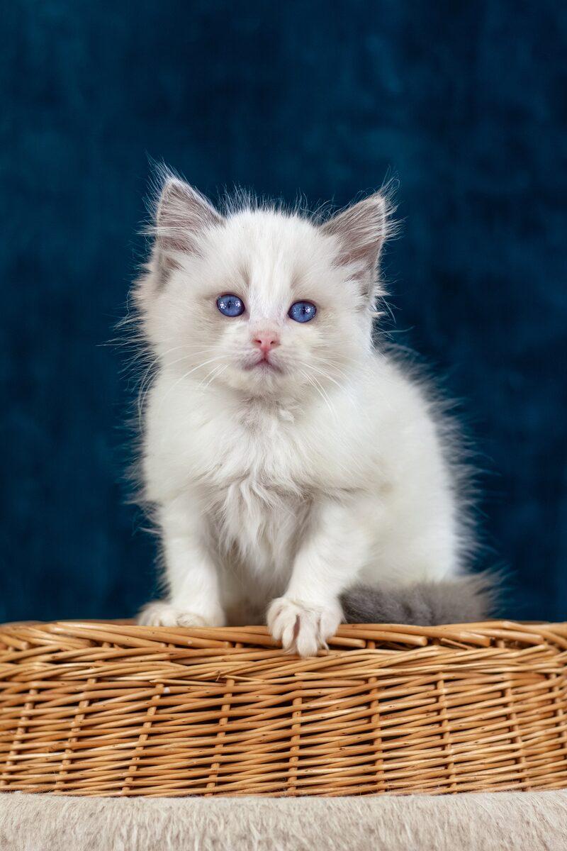 Evangeline the 12 weeks Ragdoll kitten sitting indoors
