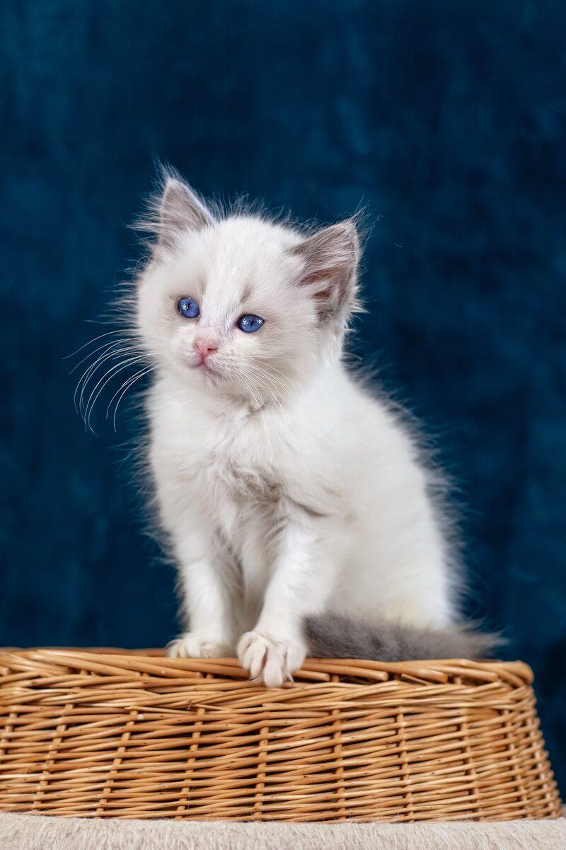 Close-up portrait of Evangeline, a Ragdoll kitten in Dubai