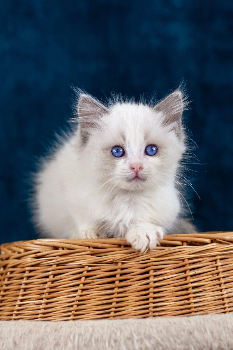 Evangeline the Ragdoll kitten – 12 weeks, available in the UAE