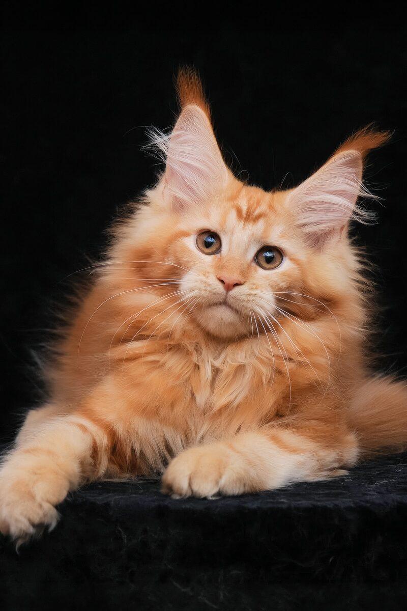 Flora, a Maine Coon kitten