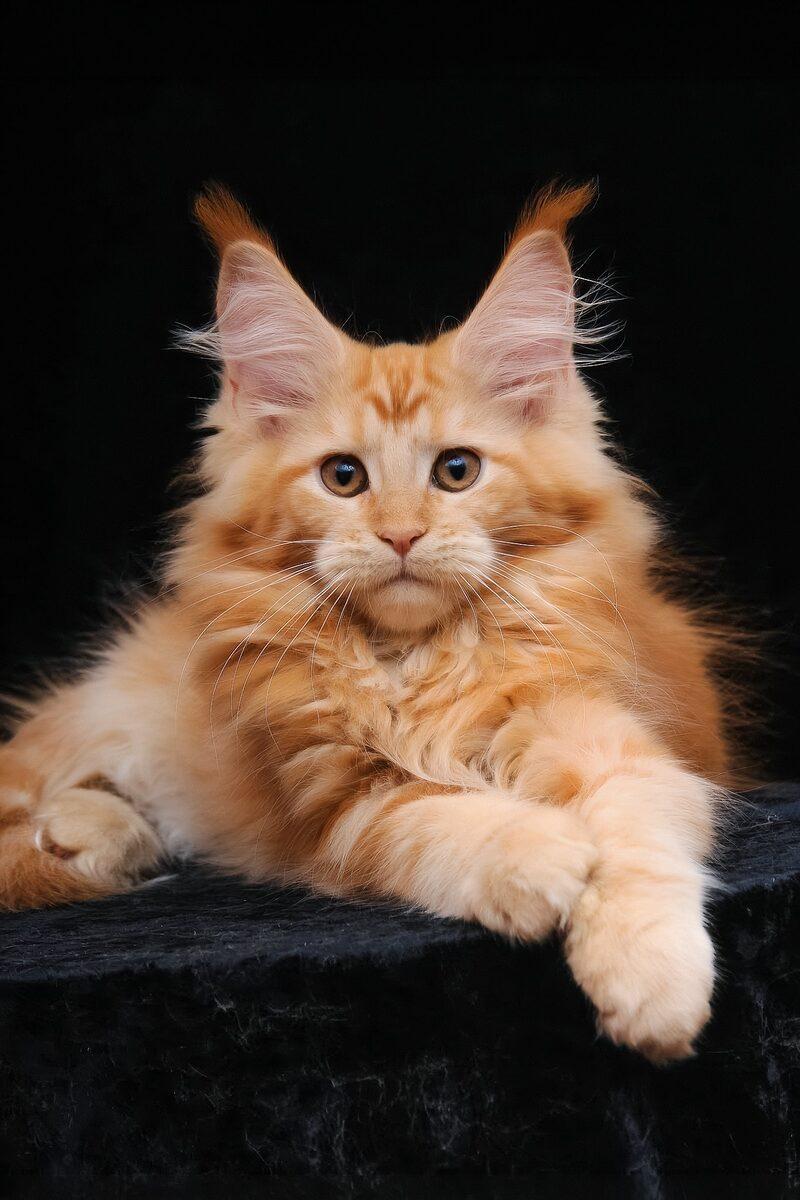 Maine Coon kitten Flora – side view showing coat and face