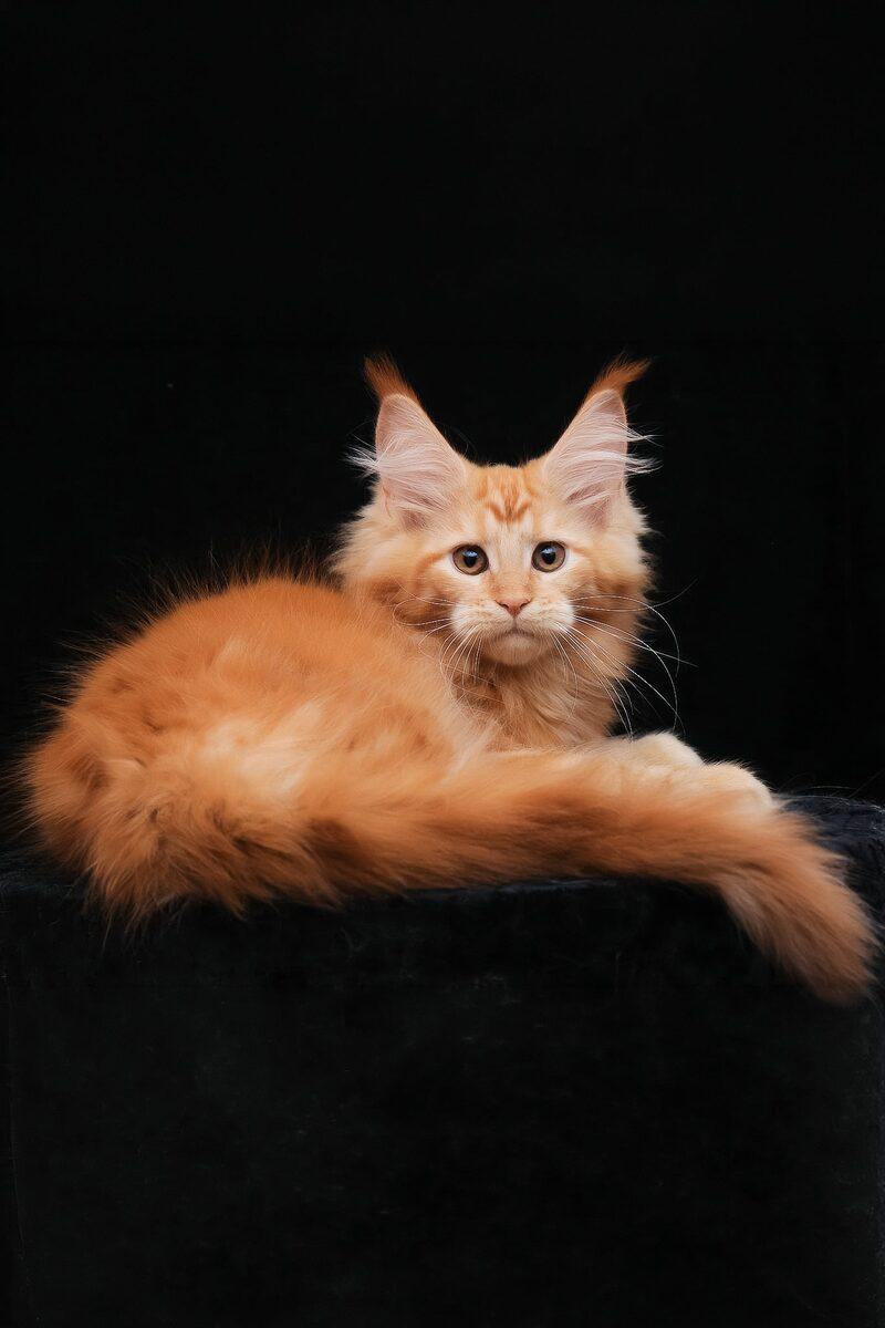 Flora the 15 weeks Maine Coon kitten sitting indoors