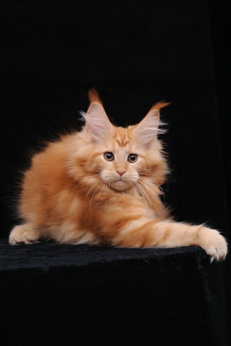 Close-up portrait of Flora, a Maine Coon kitten in Sharjah