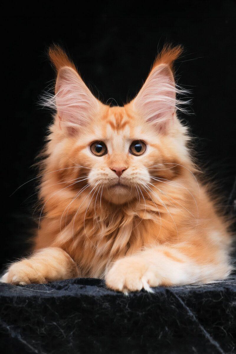 Flora the Maine Coon kitten – 15 weeks, available in the UAE