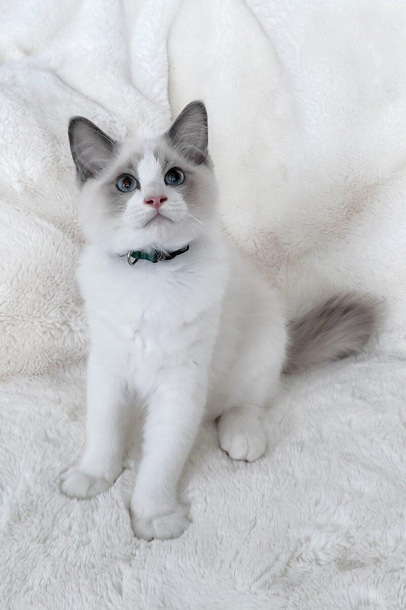 Hugo, a Ragdoll kitten
