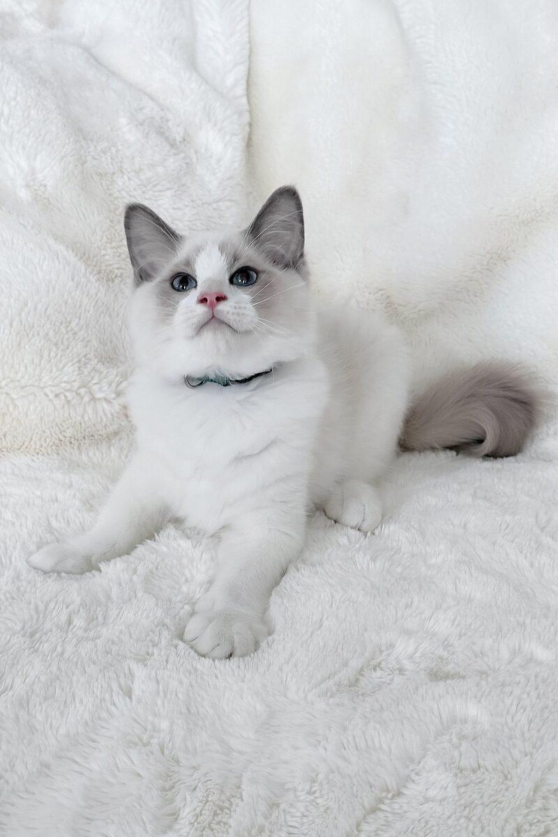 Ragdoll kitten Hugo – side view showing coat and face