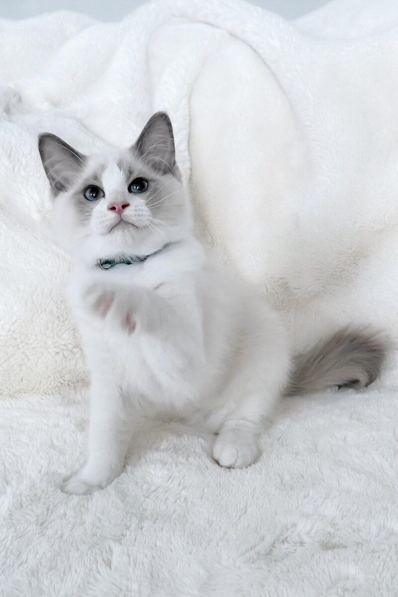 Hugo the 13 weeks Ragdoll kitten sitting indoors