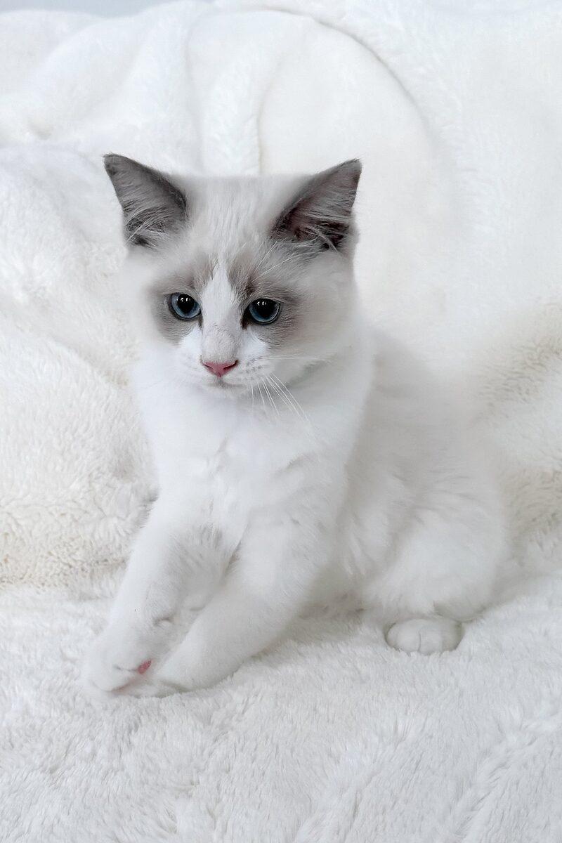 Close-up portrait of Hugo, a Ragdoll kitten in Sharjah