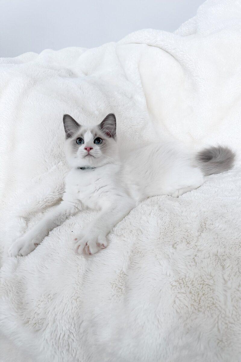 Hugo the Ragdoll kitten – 13 weeks, available in the UAE